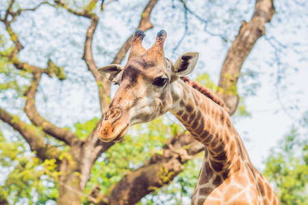 giraffe eating from a tree in a gorgeous landscape in Africa.の写真素材