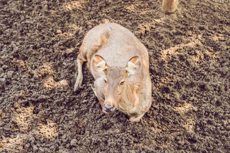 Deer eat in a zoo safari in the summer noon.の写真素材