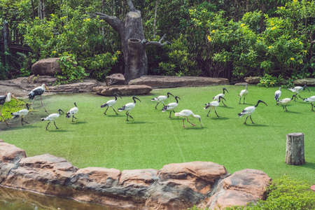 Wildlife and rainforest exotic tropical birds in a bird park.の写真素材