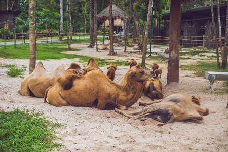 Camels rest on the farm after lunch.の写真素材