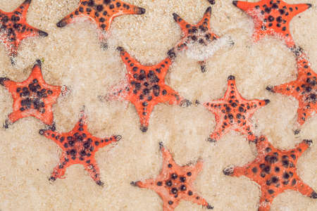 Red starfish on white sand on sunny tropical beach.