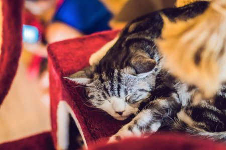 A fluffy cat is sleeping on his stove.