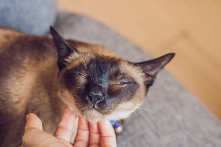 Woman scratches his Siamese cat's neck. Hand strokes the chin of a Thai cat.の写真素材