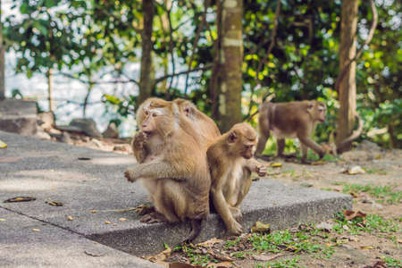 A macaca monkey, Khao Toh Sae Viewpoint on the Highest Hill in Phuket, Thailand.の写真素材