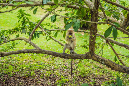Monkey sitting on the tree and eating a mango.