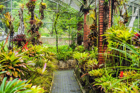 Exotic tropical plants wet forests are wet after rain.