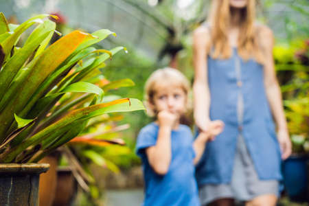 Mom and son are walking in the tropical park.の写真素材