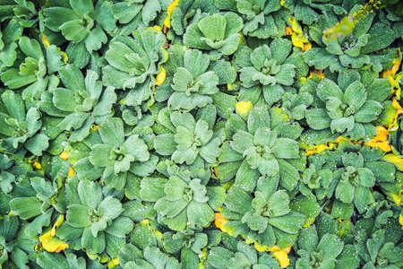 Morning nature background with beautiful drop. Water plants with water drops.の写真素材