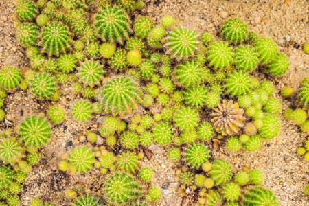 Closeup view of green cactus as a background, top view, texture.の写真素材