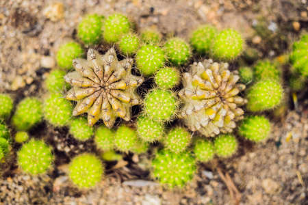 Closeup view of green cactus as a background, top view, texture.の写真素材