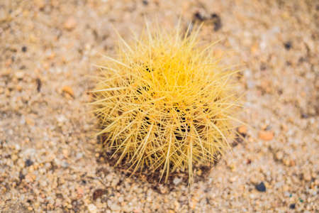 Closeup view of green cactus as a background, top view, texture.の写真素材