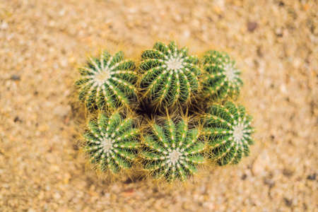 Closeup view of green cactus as a background, top view, texture.の写真素材