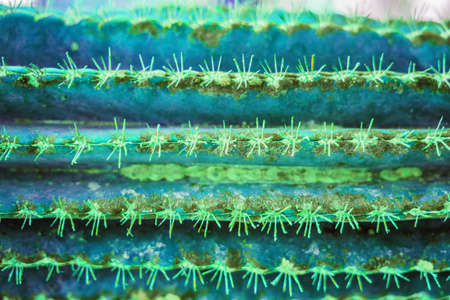 Cactus Fashion Design. Minimal Stillife. Trendy Bright Colors. Green Neon Mood.の写真素材