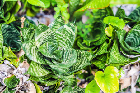 Succulents of cacti on sandy soil.の写真素材