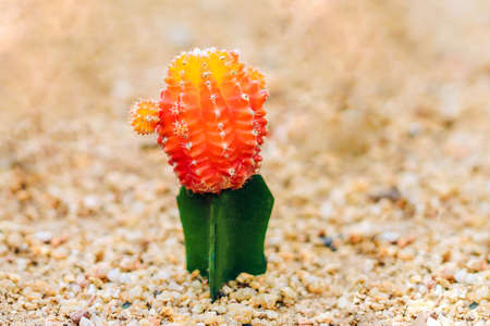 Moon Cactus or Gymnocalycium mihanovichii, the Mutant Cactus Grafted on to Hylocereus Rootstock Macro Closeup Background of Cactus Pigmentation Thorns or Abstract Magenta Texture.の写真素材