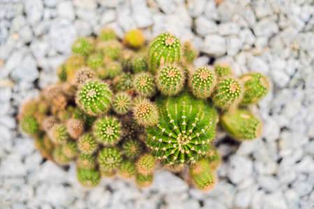 Closeup view of green cactus as a background, top view, texture.の写真素材