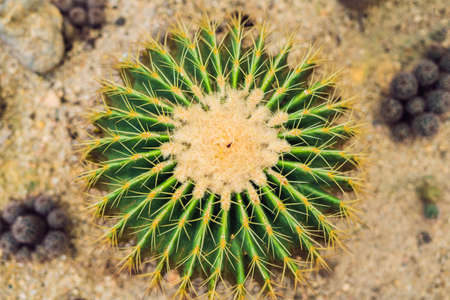 Closeup view of green cactus as a background, top view, texture.の写真素材