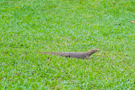 Varanus lizard in the foreground on the grass.の写真素材