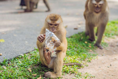 A macaca monkey, Khao Toh Sae Viewpoint on the Highest Hill in Phuket, Thailand.の写真素材