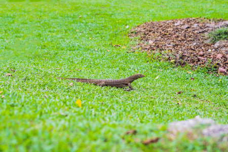 Varanus lizard in the foreground on the grass.の写真素材