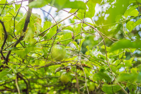 Close up of passion fruit on the vine, selective focus.の写真素材