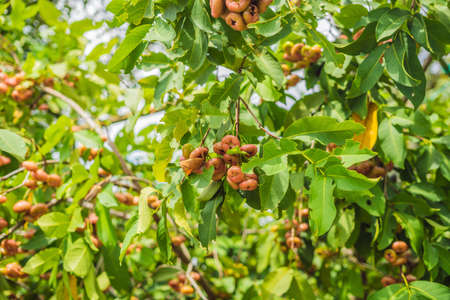still life of rose apple or chompu growing on a tree.