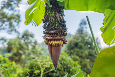 A young banana flower that grew on the end of a banana brush.