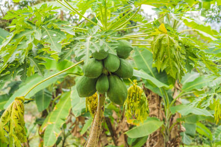 green papaya fruits growing on papaya tree.の写真素材