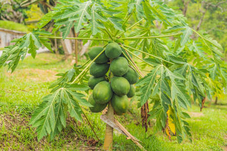 green papaya fruits growing on papaya tree.