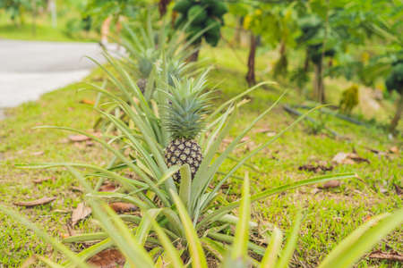 Pineapple tropical ripe fruit growing in garden.の写真素材