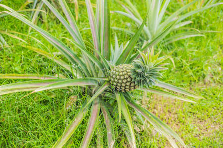 Pineapple tropical ripe fruit growing in garden.の写真素材