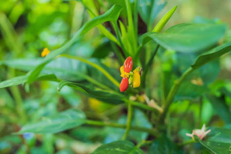 Exotic tropical plants wet forests are wet after rain.