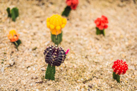 Moon Cactus or Gymnocalycium mihanovichii, the Mutant Cactus Grafted on to Hylocereus Rootstock Macro Closeup Background of Cactus Pigmentation Thorns or Abstract Magenta Texture.の写真素材