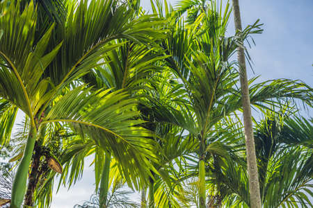 Palm trees against blue sky, Palm trees at tropical coast.