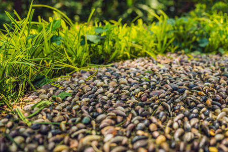 Close up of pebble stones on the pavement for foot reflexology, selective focus.の写真素材