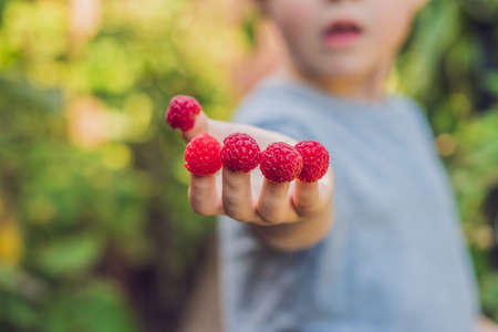 Child picking raspberry. Kids pick fresh fruit on organic raspberries farm. Children gardening and...
