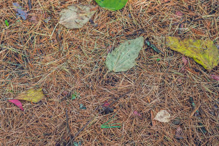 Fallen needles and yellow foxes in the autumn forest.