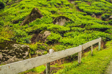 Amazing landscape view of tea plantation in sunset, sunrise time. Nature background with blue sky and foggy.の写真素材
