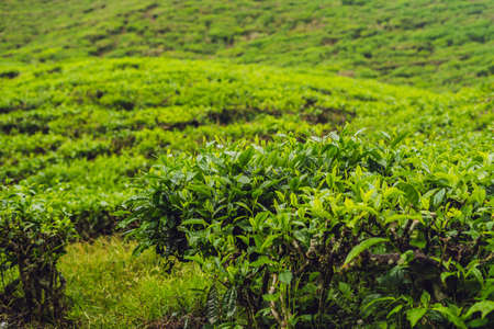 Green tea bud and fresh leaves. Tea plantations.の写真素材