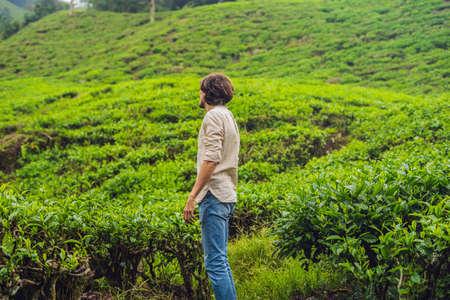 Men tourist at a tea plantation. Natural selected, Fresh tea leaves in tea farm in Cameron...