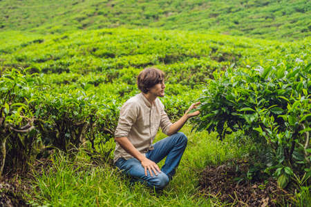Men tourist at a tea plantation. Natural selected, Fresh tea leaves in tea farm in Cameron...