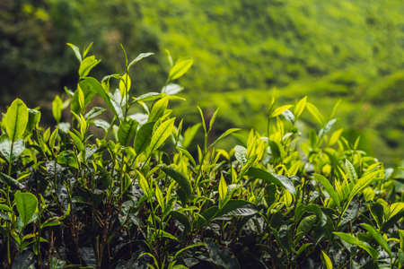 Green tea bud and fresh leaves. Tea plantations.の写真素材