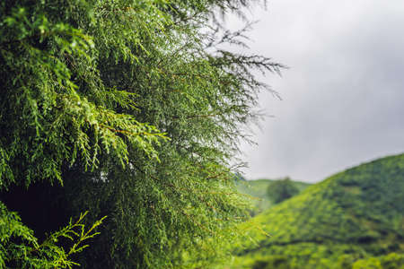 Dew drops on a dark green tree.の写真素材