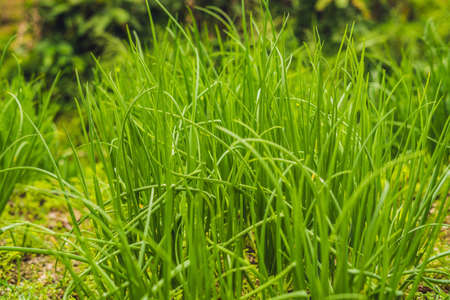 close-up of onion plantation after the watering.