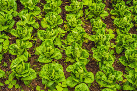 Butterhead Lettuce salad plantation, green organic vegetable leaves.の写真素材