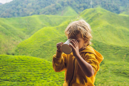 Boy Drinking Healthy Green Tea against a tea plantation. Healthcare or Herbal medicine concept.の写真素材