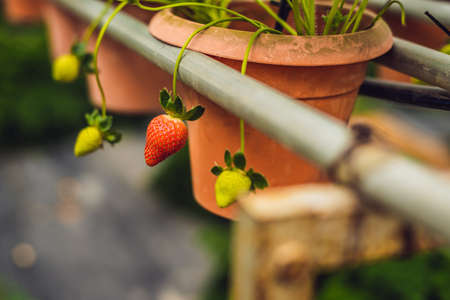 fresh organic strawberries growing on the farm.の写真素材