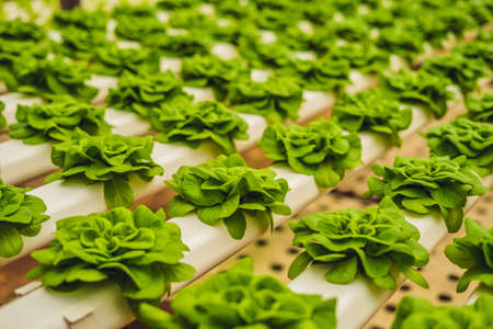 Fresh lettuce leaves, close up.,Butterhead Lettuce salad plant, hydroponic vegetable leaves. Organic food ,agriculture and hydroponic conccept.の写真素材