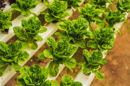 Fresh lettuce leaves, close up.,Butterhead Lettuce salad plant, hydroponic vegetable leaves. Organic food ,agriculture and hydroponic conccept.の写真素材