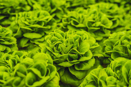 Fresh lettuce leaves, close up.,Butterhead Lettuce salad plant, hydroponic vegetable leaves. Organic...